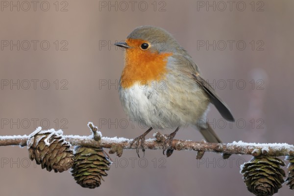 European Robin (Erithacus rubecula) perched on a branch, Lower Saxony, Germany