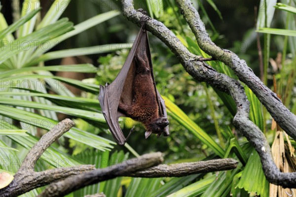 Kalong flying fox (Pteropus vampyrus), adult, resting, in sleeping tree, during the day, Singapore, Southeast Asia