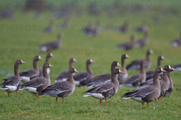 Greater White-fronted Goose (Anser albifrons), North Rhine-Westphalia, Germany