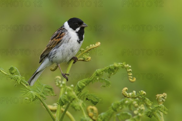 Common Reed Bunting (Emberiza schoeniclus) male, Greater London, United Kingdom
