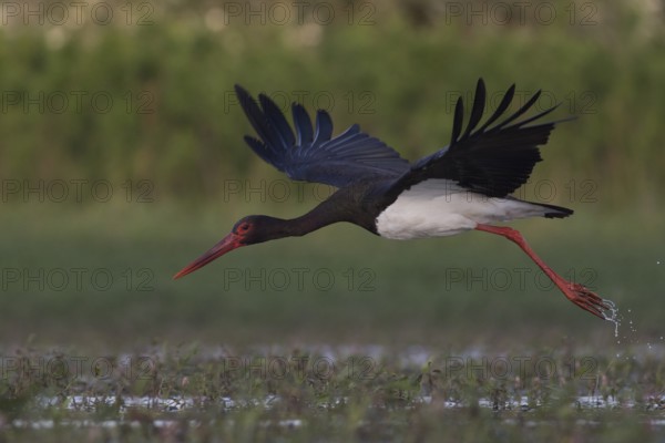 Black Stork (Ciconia nigra) flying, Tiszaalpár, Hungary