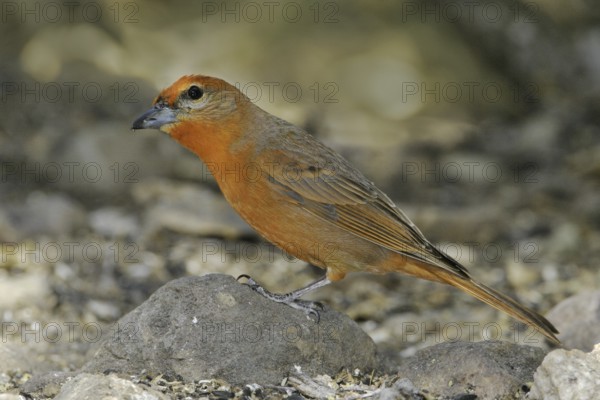 Hepatic Tanager (Piranga hepatica) male, Arizona, USA
