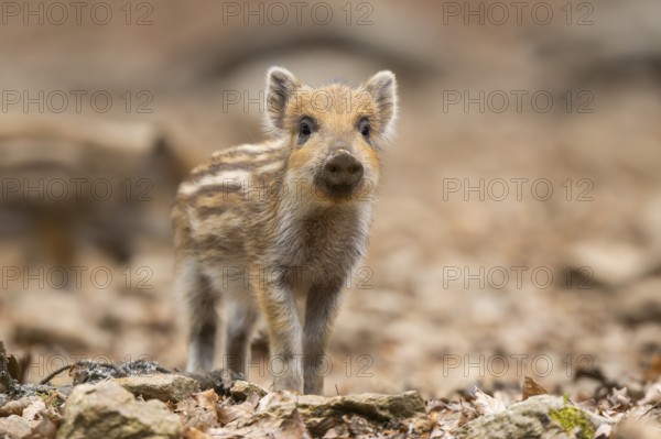 Wild boar (Sus scrofa) piglet standing in a forest, Bavaria, Germany