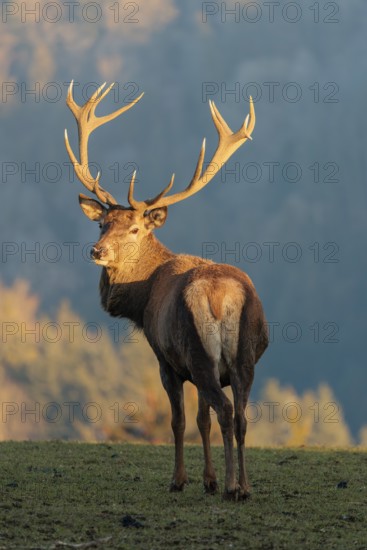 A red deer stag (Cervus elaphus) stands in a meadow in the low light of a winter's day and looks back. A forest can be seen in the background