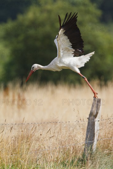 White Stork (Ciconia ciconia), North Rhine-Westphalia, Germany
