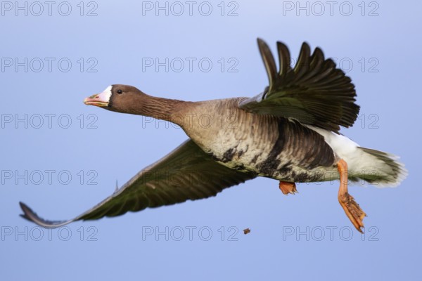 Greater White-fronted Goose (Anser albifrons) flying, North Rhine-Westphalia, Germany