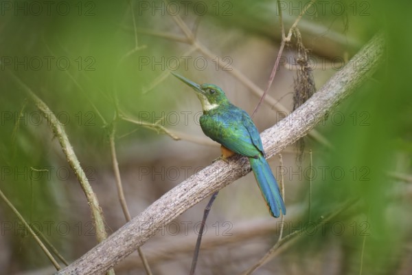 A tropical bird sitting on a branch surrounded by green foliage, Rufous-tailed jacamar (Galbula ruficauda), Pantanal, Mato Grosso, Brazil