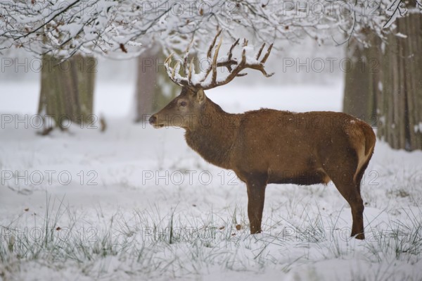 A resting deer in a snowy forest, trees in the background, winter, red deer (Cervus elaphus), Hesse, Germany