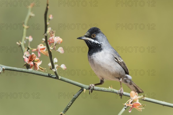 Rüppell's Warbler (Sylvia ruppeli) male, Eilat, Israel