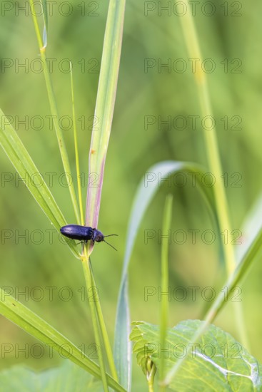 Click beetle (Cerophytidae) sitting on a blade of grass in a meadow