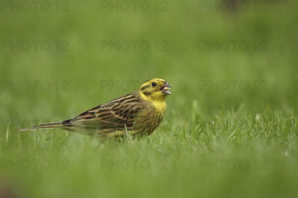 Yellowhammer (Emberiza citrinella), Lower Saxony, Germany