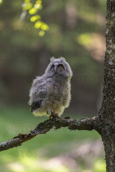One young long-eared owl (Asio otus), sitting on a branch of a tree. Green vegetation in the background