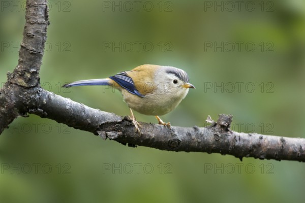 Blue-winged Minla (Minla cyanouroptera), Yunnan, China