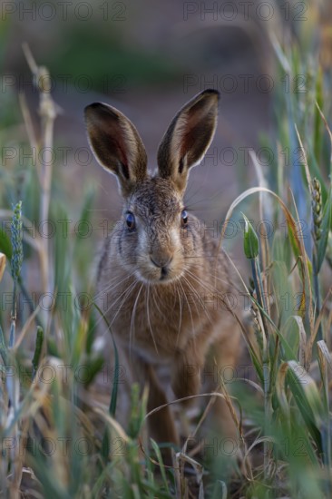 European brown hare (Lepus europaeus) adult animal in a farmland cereal crop, Suffolk, England, United Kingdom