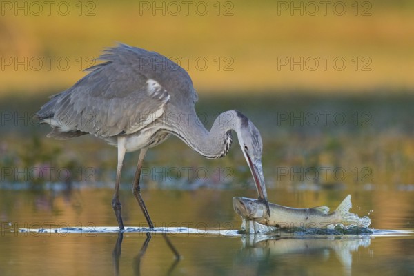 Grey Heron (Ardea cinerea) with fish prey in beak, Tiszaalpár, Hungary