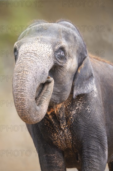 African bush elephant (Loxodonta africana), portrait, captive, distribution Africa
