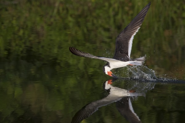 Black Skimmer (Rynchops niger) skimming, New York, USA