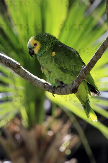 Yellow-headed Amazon (Amazona oratrix), adult, on wait, on tree, Central America, Central America