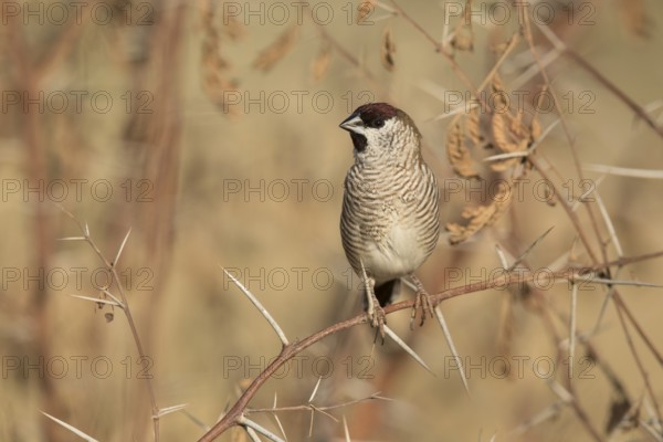 Plum-headed Finch (Neochmia modesta) male, Queensland, Australia