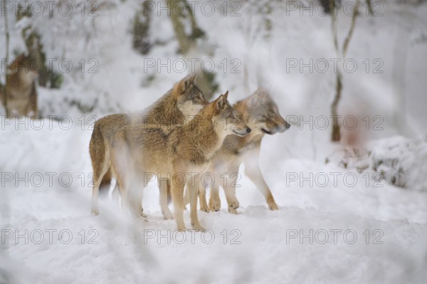 Three wolves standing together in the snowy forest, their attitude is attentive, Winter, Wolf (Canis lupus), Germany