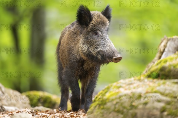 Wild boar (Sus scrofa) walking in a forest, Bavaria, Germany