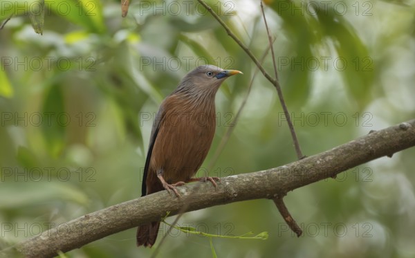 A chestnut-tailed starling (Sturnia malabarica) on tree branch, Sreepur, Gazipur, Bangladesh