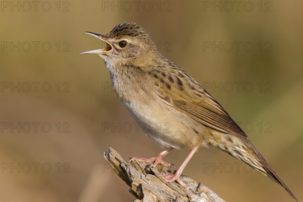 Field warbler, (Locustella naevia), Animals, Birds, Songbirds, Perching bird, Family of the whisker relatives, District Bad Dürkheim, Rhineland-Palatinate, Federal Republic of Germany