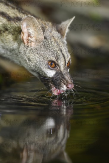 Common genet (Genetta genetta) drinking water at the shore of a lake, wildlife in a forest, Montseny National Park, Catalonia, Spain