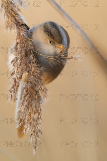 Bearded Reedling (Panurus biarmicus) female foraging, Saxony, Germany