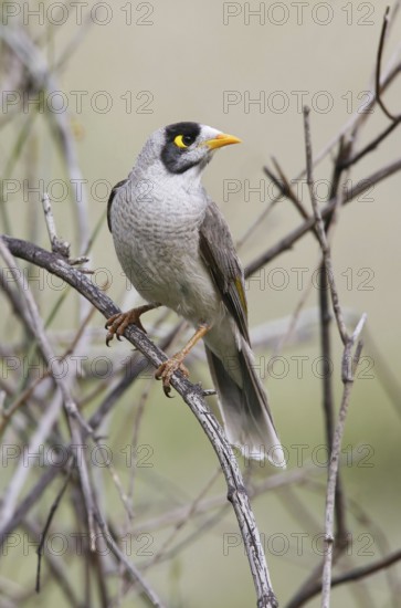 Noisy Miner (Manorina melanocephala), Victoria, Australia