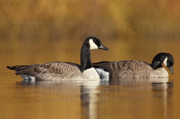 Canada Goose (Branta canadensis) pair, British Columbia, Canada