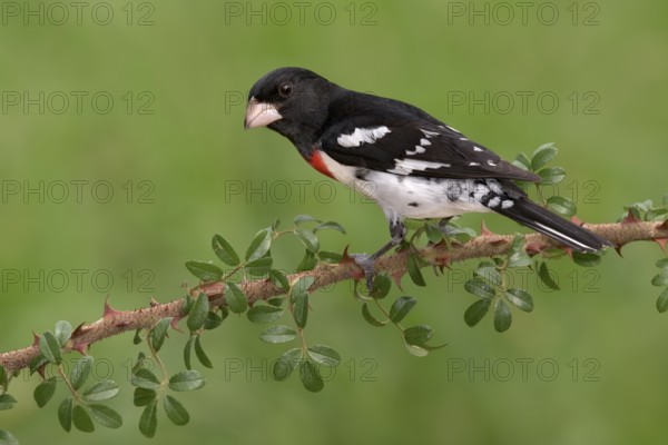 Rose-breasted Grosbeak (Pheucticus ludovicianus) male perched on a branch, Texas, USA
