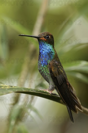 White-tailed Hillstar (Urochroa bougueri) perched on a branch in the Andes mountains in Colombia