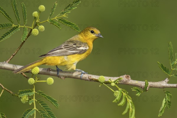 Orchard Oriole (Icterus spurius) female perched on a branch, Texas, USA