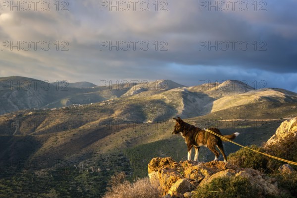 A dog stands majestically on a rock, overlooking a vast and rugged Greek landscape under dramatic skies. The mountains stretch into the distance, capturing natural beauty