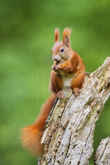Red squirrel (Sciurus vulgaris) sitting on an old wrotten tree trunk in a forest, Bavaria, Gernany