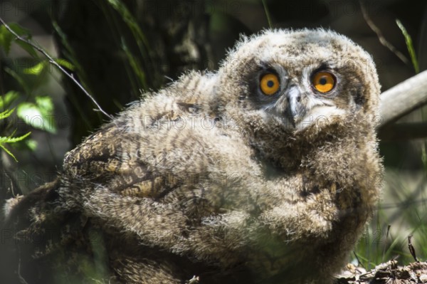 Einjähriger Uhu