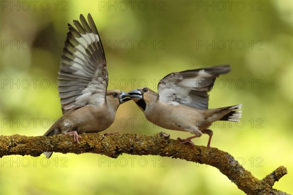 Appelvink vrouwen vechtend op een tak, Hawfinch females fighting on a branch