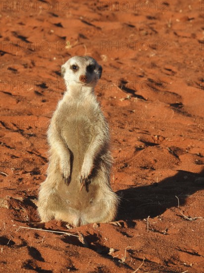 A meerkat stands on its hind legs in the warm sand under the sun, Meerkat (Suricata suricatta), Kalahari, Namibia