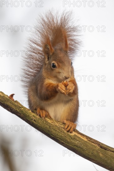 Squirrel (Sciurus vulgaris) sitting on a branch and holding a hazelnut in its paws, Baden-Württemberg