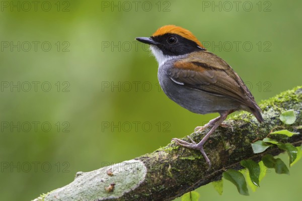 Black-cheeked Gnateater (Conopophaga melanops) perched on a branch in the Atlantic rainforest of southeast Brazil