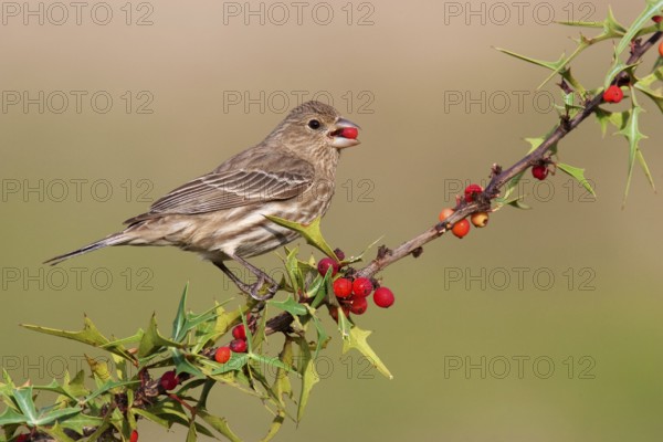 House Finch (Haemorhous mexicanus) female, Arizona, USA