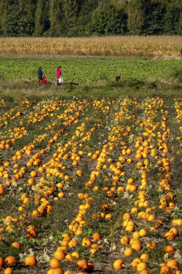 Pumpkin field, ripe pumpkins, shortly in front of harvest, near Neuss, North Rhine-Westphalia, Germany