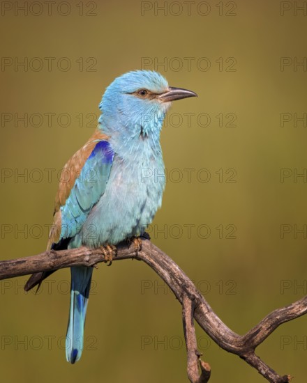 European Roller (Coracias garrulus) perched on a branch, Kiskunsag National Park, Hungary
