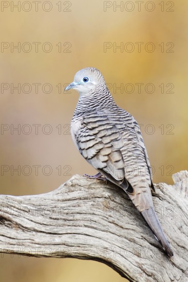 Peaceful Dove (Geopelia placida), Victoria, Australia