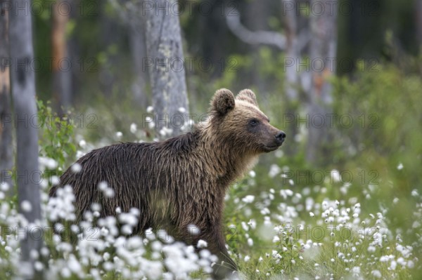 European brown bear (Ursus arctos), Europe, Scandinavia, Finland, young
