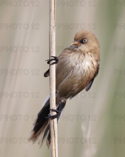 Bearded Reedling (Panurus biarmicus) juvenile, Mecklenburg-Western, Pomerania, Germany