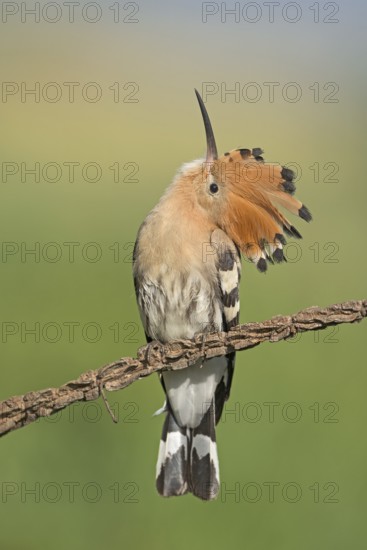 Eurasian Hoopoe (Upupa epops) perched on a branch, Aosta Valley, Italy