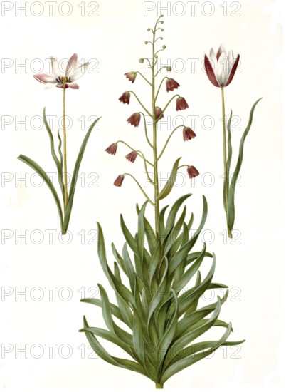 Lady's tulip (Tulipa), Variation of the tulip clusiana, Persian fritillary (Fritillaria) persica, Historic, digitally restored reproduction from a 19th century original