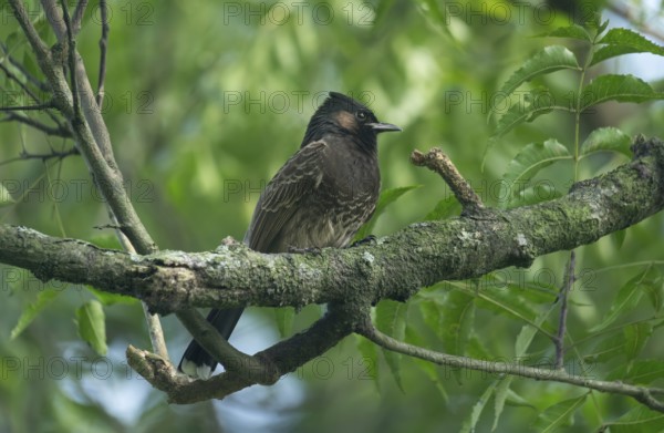 A Red-vented Bulbul (Pycnonotus cafer) on a tree branch, Sreepeur, Gazipur